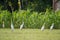 Village of Bangladesh. Vast fields of crops. Green background. Rowing white buck looking for food