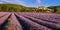 The village of Banon in Provence with lavender fields in summer at sunrise. South of France