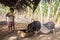 Village boy eating with his domestic pet pig under basic shelter=