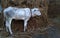 village calf at the pile of straw. Domestic cows in village.