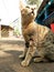 this is a village cat when sunbathing in the morning