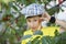 A village child picks cherries. Collection of berries