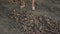 Village children dig into ground with their hands on garden with which potatSlender peasant girl digs the ground harvesting potato