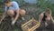 Village children dig into ground with their hands on garden with which potatSlender peasant girl digs the ground harvesting potato