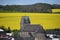 village church in Alzheim with yellow fields