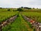 Village and Church with City backdrop to grape vineyard