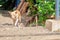 Village dog on the island of Panay Philippines