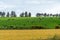 Village fields and pastures, spring. Cows in a green meadow. Agrarian European landscape. Irish farmland. Green grass field with