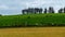 Village fields and pastures on a spring day. Cows in a green meadow. Agrarian European landscape. Irish farmland. Green grass