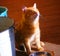 Village ginger cat in a village house waiting for its food