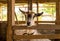 Village Goat In Wooden Barn In Summer Close Up