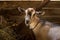 Village Goat In Wooden Barn In Summer Close Up