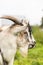 Village Goat In Wooden Barn In Summer Close Up