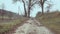 Village gravel road and trees