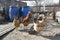 Village hens in the backyard, village life, subsistence farming