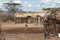 Village and houses of the f Samburu tribe in Kenya