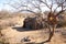 Village hut of the Hazda population, Tanzania, Africa