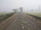 Village of India, single road and lush green trees