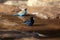 Village indigobird and red-cheeked cordonbleu