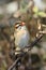 The village indigobird or steelblue widowfinch Vidua chalybeata sitting on the branch