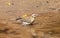 Village indigobird (Vidua chalybeata)