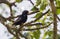 Village indigobird (Vidua chalybeata) is a sub-Saharan bird in Africa.