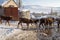 Village in Kars, Turkey. Cows returning the village.