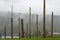 Village of Kispiox, BC with an array of traditional totem poles