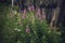 village landscape wood fence plants pink flowers day willowherb