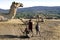 Village life Maasai children, introduction dromedary