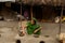 Village life of Sunderban, India