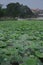 Village in Lotus leave pond