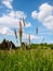 Village meadow field and blue sky with clouds