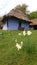 Village museum of Sibiu, Romania - exterior architectural design of rural areas, peasants houses