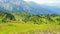 Village people in remote mountains pick natural Helichrysum arenarium flower heads for medical