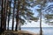 Village of Petrakovo. Koprino. Rybinsk seaside. Pine forest on the Bank of the Volga