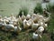 Village pond in the Moscow region where the floating white domestic ducks