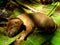 Village puppy in Papua New Guinea