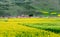 Village and Rapeseed in Menyuan ,Qinghai