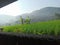 Village ricefield morning