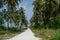 Village road near the palm trees at the tropical island