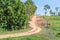 Village road passes through forest