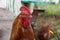 Village rooster