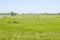 Village rural landscape with green field and country houses, summer meadow, grass on a pasture, field, nature background