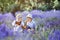 Village scene with children in vintage clothes in the middle of lavender field. Girl in brown dress with white apron and boy in