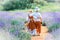 Village scene, children in vintage clothes in the middle of a lavender field going away. Backs of boy in white hat, shirt and