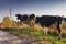 Village scene cows returning from the pasture. Early autumn