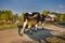 Village scene cows returning from the pasture. Early autumn