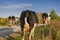 Village scene cows returning from the pasture. Early autumn