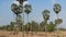 Village scene with palm trees in Cambodia